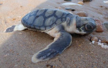 The flatback sea turtle (Natator depressus) is found in the coastal waters and sandy beaches of Australia. It has the smallest range of all marine turtle species. These turtles are olive green to gray in color while the ventral surface is cream-colored. The flatbacks are called so because of their relatively flat shell compared to other marine turtle species. The turtles have a length ranging from 76 to 96 cm and weight ranging between 70 and 90 kg. They live in bays, lagoons, grassy areas, estuaries, and other places with a soft-bottomed sea bed in the coastal waters of Australia. The turtles are omnivorous by nature and feed on soft corals, jellyfish, shrimp, sea cucumbers, seagrasses, etc. The flatback sea turtles face fewer threats imposed by humans due to their restricted habitat which makes them less vulnerable to being caught as bycatch. Demand for their meat and eggs also is mostly absent. They are also well-protected within their range. The primary threat to these turtles comes from predation by feral dogs, pigs, and foxes on shore. Sharks, small crocodiles, birds, and crabs might also attack the hatchlings while they move towards the sea after hatching takes place. Have you ever seen one of them?