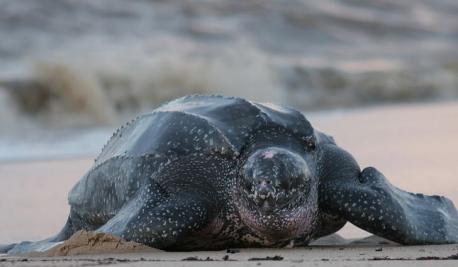 Leatherback turtles (Dermochelys coriacea) are named so for their hard, leather-like shells. These turtles weigh around 600 to 1,500 pounds and are about 55 to 63 inches long. The turtles are classified as vulnerable by the IUCN. These turtles are the largest of all sea turtles. They also migrate the most and cross both the Pacific and the Atlantic Oceans. Despite their wide distribution, the leatherback turtles are few in number as their eggs are over-harvested for trade in illegal markets. In Malaysia, the harvesting of leatherback eggs has rendered the species locally extinct. Tens of thousands of eggs have been removed and adults killed in Southeast Asia. The turtles exclusively feed on jellyfish, helping to keep the jellyfish population in control. Often, they mistakenly consume plastic floating in the ocean which might be lethal for them. Leatherback turtles are also caught accidentally on longline hooks, fishing gillnets, and shrimp trawl nets. Since these turtles need to surface to breathe, such traps kill them by drowning. Unregulated coastal development and rise in sea-level also threaten the turtles in their habitat. Do you avoid throwing trash to the sea?