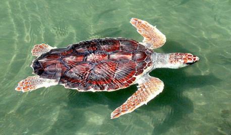 (Source: worldatlas.com) The loggerhead turtle is a marine turtle species that is classified as vulnerable by the IUCN. These turtles weigh between 175 and 400 pounds and their length varies between 33 to 48 inches. The turtles receive their name from their large heads that support the powerful jaw muscles of the turtle. The muscles allow the turtles to easily crush the hard-shelled sea urchins and clams upon which they feed. The turtles are common along the Mediterranean coast where they can be observed on several beaches. However, tourism in the region has disturbed the nesting habitats of these turtles in a major way. The shells of the loggerhead turtles act as an important habitat for colonies of small animals and plants. Interestingly, more than 100 species of parasitic organisms and 37 species of algae live on the shells of the loggerhead. The turtles' habit of crushing their prey also recycles important nutrients and helps maintain the sediment balance of the ocean. The loggerhead turtles are threatened due to habitat loss and are also being killed as fisheries bycatch. Should tourists be banned when their presence becomes a threat for the local species?