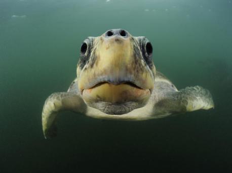 The olive ridley turtle is named so for the olive green hue of its shell. The turtles weigh anywhere between 75 to 110 pounds and has a length that varies between 24 and 28 inches. The olive ridleys are the smallest among sea turtles and also the most abundant among them. However, the species is classified as vulnerable since it has a very limited nesting habitat which if disturbed might lead to disastrous consequences for the turtle population. Sea level rise due to changing climates could destroy the nesting habitats of this species. Olive ridleys are not only an important part of the marine food web but also serve as a kind of refuge for the sea birds by allowing these birds to perch on their shells as they surface to bask in the sun. I[ve heard that some cultures appreciate eating turtles. Did you ever eat one?