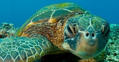 The green turtle is one of the biggest species of sea turtles on the Earth. It is the only known herbivore species among the sea turtles. The turtles weigh between 150 to 400 pounds and have a length ranging between 31 and 47 inches. The name of the turtle is derived from the greenish color of their fat and cartilage. The animals are found in the subtropical and tropical waters of the world. These turtles also migrate long distances between their nesting grounds and feeding habitats. On the way, they are often subjected to being trapped as bycatch. The eggs of the turtles are also overharvested. Illegal trade of turtle body parts is also prevalent. The green turtles feed on algae and seagrasses and the seagrass digested and excreted by these turtles is available as recycled nutrients to numerous marine species depending on them. Due to the severe threats facing the green turtle populations, and their rapidly decreasing numbers, the species is classified as