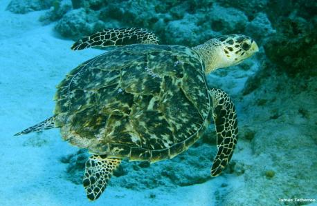 The Kemp's ridley sea turtle is a critically endangered species of sea turtle, the rarest among all. The turtles are small in size with a length of about 22 to 27 cm and a weight of around 79 to 99 pounds. The adults have an oval carapace that is olive-gray in color. The turtles primarily feed on crabs and is a benthic feeder (meaning they feed near the seabed). Mollusks, jellyfish, fish, algae, seaweeds constitute their food base. These turtles prefer to live in warm waters and their range includes the Atlantic Ocean and the Gulf of Mexico. The turtles nest between April and August. During this time hundreds of females synchronously flock to the nesting beaches exhibiting a phenomenon called the 