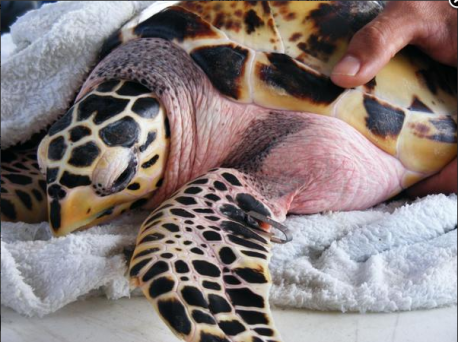 The hawksbill turtle, a critically endangered species, is a marine turtle in immediate need of conservation. The turtles weigh between 90 and 150 pounds and have a length of about 30 to 35 inches. These animals are named so for their pointed and narrow beaks. They have unique patterned and colored shells. This trait makes them attractive targets for poaching since the