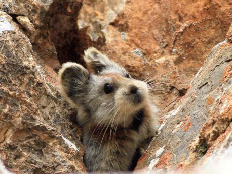 The 29 species of pika are remarkably uniform in body proportions and stance. Their fur is long and soft and is generally grayish-brown in color, although a few species are rusty red. Unlike those of rabbits and hares, the hind limbs are not appreciably longer than the forelimbs. The feet, including the soles, are densely furred, with five toes in front and four behind. Most pikas weigh between 125 and 200 grams (4.5 and 7.1 ounces) and are about 15 cm (6 inches) in length. Do you live near an area where they live?