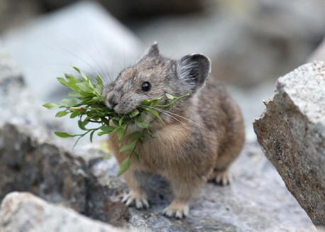 There are dramatic differences between pikas that inhabit rocky terrain and those that construct burrows in open habitats. Rock dwellers are generally long-lived (up to seven years) and occur at low density, their populations tending to be stable over time. In contrast, burrowing pikas rarely live more than one year, and their widely fluctuating populations may be 30 or more times as dense. These dense populations fluctuate widely. The contrast between rock-dwelling and burrowing pikas extends to their reproduction. Rock-dwelling pikas normally initiate only two litters per year, and generally only one of these is successfully weaned. It is believed that the second litter is successful only when the first offspring are lost early in the breeding season. Litter size of most rock dwellers is low, but burrowing pikas may produce multiple large litters each season. The steppe pika (O. pusilla) has been reported to have litters of as many as 13 young and breed up to five times in a year. Have you ever seen any of their 