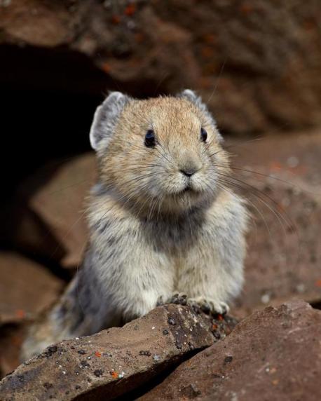 Unlike rabbits and hares, pikas are active during the day, with the exception of the nocturnal steppe pikas (O. pusilla). Being largely alpine or boreal species, most pikas are adapted to living in cold environments and cannot tolerate heat. When temperatures are high, they confine their activity to early morning and late afternoon. Pikas do not hibernate, and they are generalized herbivores. Where snow blankets their environment (as is often the case), they construct caches of vegetation called haypiles to provide food during winter. A characteristic behaviour of rock-dwelling pikas during summer is their repeated trips to meadows adjoining the talus to harvest plants for the haypile. One often repeated but untrue tale is that pikas lay their hay on rocks to dry before storing it. Rather, pikas carry their provisions straight to their haypile unless disturbed. Similar to other lagomorphs, pikas practice coprophagy (see rabbit) to provide additional vitamins and nutrients from their relatively poor-quality forage. Can you mention other animals with similar behavior?