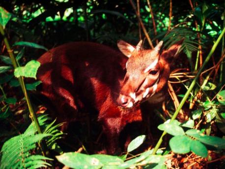 (source: businessinsider.com) First discovered in May 1992, the saola (Pseudoryx nghetinhensis) is often called the 