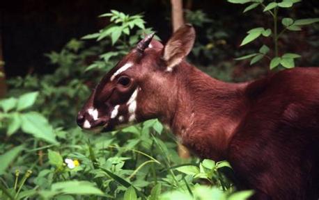 Saola (pronounced: sow-la) are recognized by two parallel horns with sharp ends, which can reach 20 inches in length and are found on both males and females. Meaning 