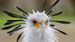 These birds are basically terrestrial, taking to flight only when hard-pressed. Usually only single birds are found, with members of a pair some distance apart. The Secretary bird walks well on extremely long legs, and a bird may plod up to twenty miles in a day. When pursued, it relies on its speed to escape. It finds most of its food on the ground and has a partiality for snakes. It grabs the snake with its strong toes and beats it to death on the ground, while protecting itself from bites with its large wings. Finally, it seizes its prey and hurls it into the air several times to stun it. In South Africa, these birds are kept in captivity to destroy snakes and rats. In addition to finding food with its beak, the Secretary bird will also stamp on grass tussocks with its feet to scare up lizards, grasshoppers, and small mammals or birds. The basic social structure in Secretary birds is a life-long pair. However, they are not particularly gregarious. In fact, members of a pair are usually not together, but instead stay a small distance apart. Are they similar to birds in your area? If there is any resemblance, please let us know the details in the comments below. Thanks.