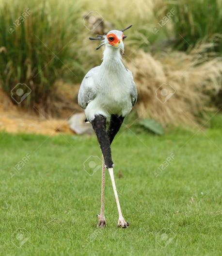 When hunting, it spreads its crest feathers like a fan and seeks food with its short hooked beak. The legs are well protected from bites by a layer of thick scales. If pursued, the Secretary Bird relies on the speed of its legs but may spread its wings to aid the running. Secretary Birds spend a great deal of time on the ground walking around and searching for prey. Small animals are simply picked up and swallowed. They are opportunistic birds and gather at recently burnt out areas where prey are often injured and without plant cover. Though not a social bird, they often hunt in small groups or pairs, and keep in contact by hooting. Do you consider this bird beautiful?