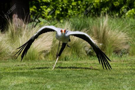 It is found in open areas of plains and savanna country, and often congregates at areas that have been recently burnt, where mammals are deprived of cover and often injured. The Secretary bird is widespread throughout Africa south of the Sahara. Remember that any changes in nature's balance can be very helpful of too bad. We rarely know the outcome till it's done. Would you like to get these birds brought to areas in the US where they could be helpful getting rid of plagues?