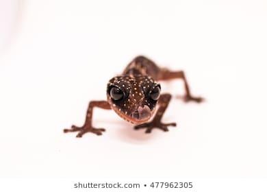 The Masobe gecko (Paroedura masobe) is a small, ground-dwelling reptile native only to Madagascar. The species first appeared on the IUCN Red List of Endangered Species in 2011. It is only known to inhabit two distribution sites. Populations can only be found between the elevations of 300 to 600 meters, with an extent of occurrence of 410 km². However, it is estimated that individuals truly only reside within an area of 100 km², referred to as the species' true distributional extent of occurrence. The Masobe gecko population is considered to be both decreasing and severely fragmented. The species itself is hard to find in the wild, partially because individuals are nocturnal. Although these small geckos are considered to be ground dwelling, they primarily reside on vegetation between 1 and 4 meters above the ground. Individuals can live up to 8 years or more. Considering that they are an endangered species, do you think that promoting having them as pets will help to keep the population stable and growing?