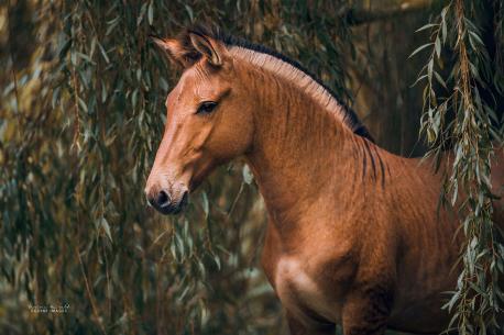 (Source: a-z-animals.com/animals/zorse/ Photos: Carina Maiwald) The zorse is one of a number of equine hybrids that are known as Zebroids, which is the name given to an equine hybrid that has Zebra ancestry. The Zorse is the result of cross-breeding a generally male Zebra (stallion) with a female Horse (mare) to produce an animal that looks more like a horse than a zebra, but one that has stripes. Did you ever ride a zorse?