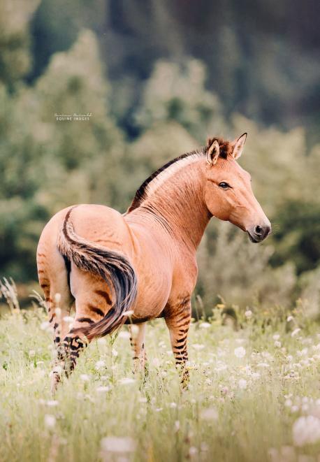 The Zorse is very Horse-like in appearance as it inherits its shape, size, colour and temperament from its mother. One of the Zorse's most notable features is the dark stripes that are boldest on their legs and rear, along with also commonly being found on the rest of the body, neck and head. The Zorse tends to have short, coarse fur that can range in colour from tan to brown to black, with a darker mane and tail (although the exact characteristics of the Zorse are dependent on the breed of the female Horse). Zorses have a large head with a long muzzle, pricked up ears and large, dark eyes with long eyelashes that help to stop things from getting in their eyes. Zorses have long, thin legs that are incredibly muscular and end in generally black (but sometimes white) coloured hooves that are made from horn and allow the Zorse to be more sturdy when moving through various different terrains. Would you like this animal to be more popular in North America?