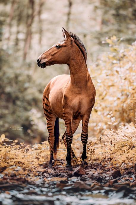 Unlike the case with the Zonkey where there have been a number of wild Zonkey sightings reported, it is almost impossible for a fully wild Zorse to occur without Human intervention of some kind. There are three different sub-species of Zebra that are found in eastern and southern Africa on the vast open grasslands and savannah, but the incredibly rare wild Horse is historically native to parts of Europe and Asia meaning that the two species would not come together naturally in the wild. In parts of Africa though where Human settlements are either close to or intrude on the Zebra's natural habitat, it is possible for a semi-wild Zorse to occur with the mating of a wild Zebra with a domestic Horse. Nearly all of the world's Zorses however, are found either in zoos or animal institutes around the world, with a number also being used as work horses particularly in parts of North America. If you were living in a mountain area, or a place with difficult access, would you like to own a zorse?