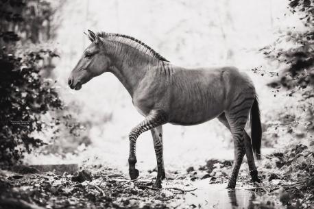 The Zorse was originally bred in England and Africa to try and produce a domestic Horse-like animal that was resistant to diseases spread by the Tse Tse Fly in Africa (Zebras have a natural resistance where domestic Donkeys and Horses do not). The experimental crosses were actually becoming popular until early in the 20th century when the ever-improving car industry meant that fewer and fewer people were using Horses for transport. At that point cross-breeding was largely abandoned until a revival of interest came in the early 1990s, with just about every breed of domestic horse imaginable being tried. As with other hybrid animal including both Zonkeys and Mules, the Zorse is sterile meaning that although they still display normal breeding behaviour they are unable to produce offspring of their own. Zorses tend to be very healthy and hardy animals that can live to be more than 30 years old. Can you mention any other hybrid animals that have evolved to be as strong, healthy and useful as the zorse? You can also mention in the comments below if you remember any hybrid failures. Thanks.