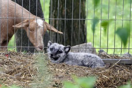 The animals in the pictures got another chance at life. They were meant to die for