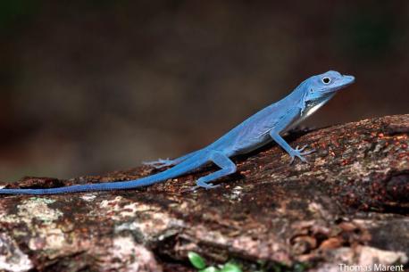 (Souce: news.mongabay.com) The blue anole is truly stunning to behold–it is pure blue, with no color differentiation between males and females. The largest visual distinction is the male's dewlap, like other anole species, except in this case the dewlap is bright white, making the blue contrast ever more dramatic. In spite of this striking color, few humans have been lucky enough to spot the world's only pure blue lizard. Have you ever been close to one of these unique lizards?