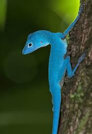 The primary threats appear to be habitat destruction through deforestation and over-collection by zealous admirers of the beautiful and uniquely colored lizard. Deforestation is a particular threat as the blue anole is an arboreal species, with only the females venturing to the forest floor on the occasion to deposit their eggs. Blue can be seen in birds and fish a lot. Can you mention another truly blue animal?
