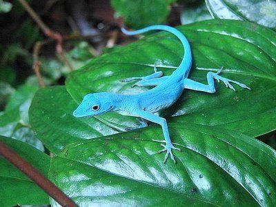 Given the restricted geographic distribution and obvious aesthetic appeal of the blue anole, the species may be a good candidate for a captive breeding program that could also reap rewards for Gorgona's other species. Under a carefully managed system, a limited number of blue anoles could be auctioned to the public to finance conservation and rehabilitation efforts on Gorgona. The blue anole would serve as a charismatic example of a flagship species that could ensure the preservation of ecosystems on the island. Knowing that this is a quite elusive lizard, and scientists do not know much about them, do you think that this project could be helpful to save the lizards?