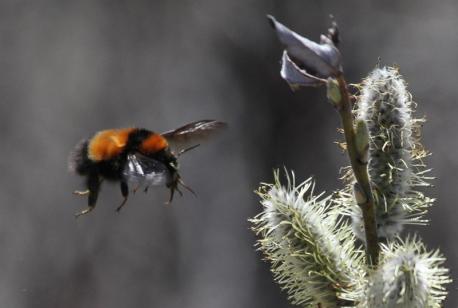 (Source: Atlas Obscura) The queens of Arctic bee colonies are wrapped in luxurious fur coats that nuzzle around their small, dark heads. As early in the year as the cold allows, they rouse from solitary hibernation—none of their subjects survive the winter—and into the white expanse of the Arctic spring. These shaggy queens, striped black and flaxen yellow, start their hunt for flowers—Arctic rose, bog blueberry, black crowberry. Even in these cold northern reaches of the world, plants need pollination, and much like their flashier southern counterparts, the bees there fly from bloom to bloom, helping themselves to nectar and nudging plant life along. Have you ever seen an Artic Bee?