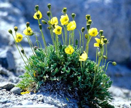 As cold-blooded creatures in a cold climate, bees in the Arctic must harvest and generate heat any way they can. To fly, their muscles must reach 86 degrees Fahrenheit. They might start to warm up by resting in shallow cups of arctic poppies, which look like a floral array of radio telescopes, tracking the sun and trapping heat. The bees sit there shivering, twitching their muscles until they're warm enough to take flight. The queen also needs extra heat for her abdomen to begin the incubation of her eggs, as biologist Bernd Heinrich discovered, after hunting down the bees in the Canadian Arctic, 