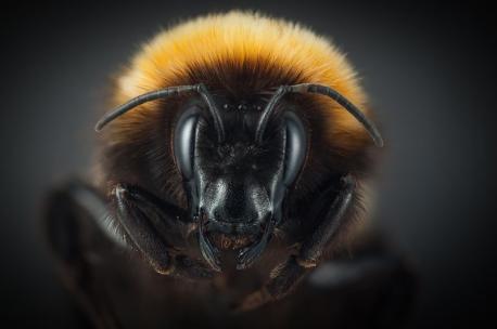 The survival of any bee in the Arctic seems like a small wonder of nature, but Bolotov and his colleagues speculated whether this population had an even more striking, unusual history, even among bees living in extreme places. Much of that part of the world was almost completely covered in ice during the Last Glacial Maximum, around 25,000 years ago. But some scientists think that even in that bleak expanse there were ice-free areas, where a small number of plants and animals lived. It seems possible that the bees of Novaya Zemlya had come to the islands after the ice sheets retreated, but also that they may have lived there through the cold periods, a community of bees even more isolated than it is today. Is there any creature from the Artic that you particularly like? If so, please let us know a bit more about it.