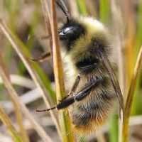 Are there any projects to protect bees in your area? If your answer is 