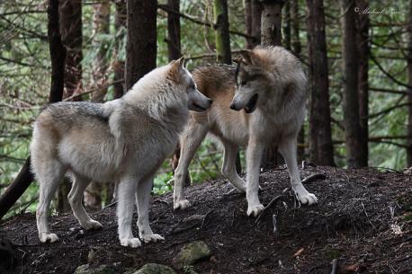 Can you mention any other project where you can interact with friendly wild animals?