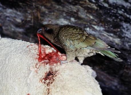 Finally, Keas are omnivores, so sheep aren't their only prey. In addition to sheep, rabbits, and other mammals, they feed upon 40 species of plant, beetle larva, human garbage, and even other birds. But, in another dark twist, if they hear shearwater chicks in a nest, they will break into the nest and devour them. I was convinced that parrots could only eat seeds and fruit. Not any more. Can you mention any other carnivorous small birds?