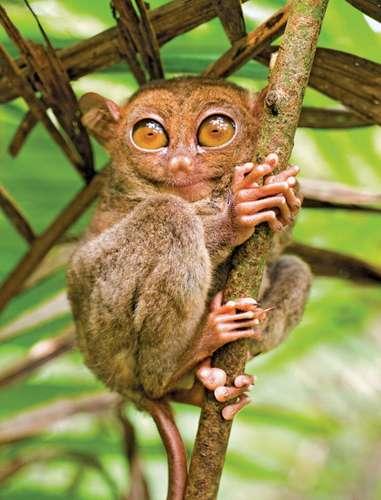 (Source: Britannica) Tarsiers can be any of six or more species of small leaping primates found only on various islands of Southeast Asia, including the Philippines. Tarsiers are intermediate in form between lemurs and monkeys, measuring only about 3.5–6 inches long, excluding a tail of about twice that length. Tarsiers are lemurlike in being nocturnal and having a well-developed sense of smell. However, like monkeys, apes, and humans, the nose is dry and hair-covered, not moist and bald as is that of lemurs. The eyes and placenta are also simiiform in structure. Did you ever meet one of these cute creatures?