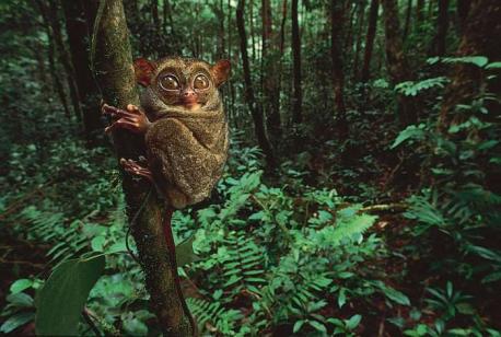 The tarsier's small brain has an enormous visual cortex to process information from the large goggling eyes, the animal's most striking feature. The size of the eyes and visual cortex is probably made necessary by the absence of a reflective layer (tapetum) that the eyes of most other nocturnal mammals possess. The tarsier is also unusual in having especially long ankle bones (tarsals, hence the name tarsier), a short body, and a round head that can be rotated 180°. The face is short, with large, membranous ears that are almost constantly in motion. The fur is thick, silky, and coloured gray to dark brown. The tail is scaly on the underside like a rat's; in most species it has an edging or terminal brush of hair. Can you mention any other mammal that can rotate its head 180 degrees?