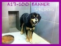 Because my beautiful male dog wanted to wonder with a lab female in heat he is now in (jail) animal control. Luckily I went this morning and they are going to hold him til Thursday when I have the money. Have you ever had to get your pet out of animal control??