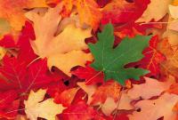 What is your favourite colour leaf in fall?