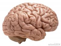 Fact: Humans do NOT use only 10% or 1/3 (or any small portion) of their brain. Humans in fact use their entire brain for a variety of things, such as storing memories, sensing colors, moving their bodies, and vision. Were you aware that we actually use 100% of our brains in our lifetime?