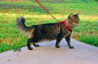 What do you think about walking cats on leashes?