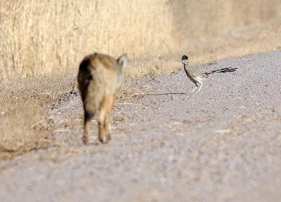 Real? While all in fun and simply a cartoon, the inability of Wile E. Coyote to catch the Road Runner is scientifically inaccurate. Below a few factoids on road runners and coyotes that bears this out, any you knew of?