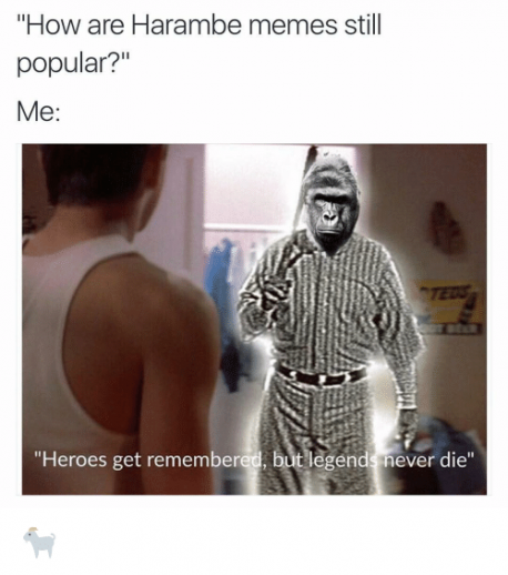 Harambe was a silverback gorilla that was shot and killed three months ago to protect a four-year-old that fell into his enclosure. Since then, he's become an internet legend as he is being used in various memes. Have you seen any Harambe memes?