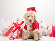 Do you hang a stocking for your pet(s) at Christmas?