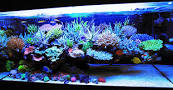 Have you ever had a saltwater aquarium?