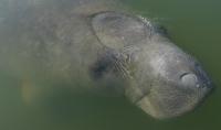 Have you ever swam with a manatee?