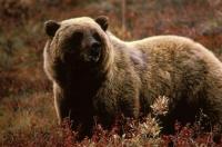 383 bears were shot, mostly for trophies in 2011 - Are you OK with that?