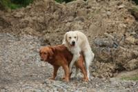 My dog Lucy is trying to get pregnant here - I need a caption for this photo