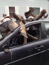 Have you ever hit a deer or moose when driving a car?