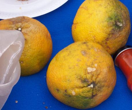Have you ever eaten ugli fruit?