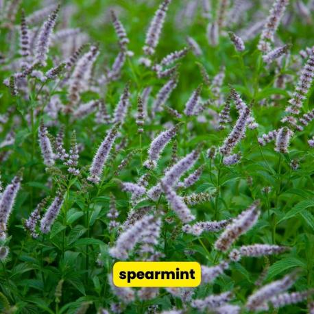 Do you like spearmint gum?
