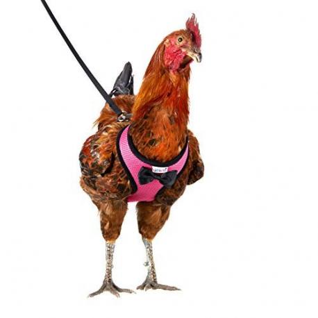 Wanna take your favorite rooster for a stroll? Here's just the fashion accessory you need to be the envy of all. Would you purchase this rooster harness, even if only as a gag?