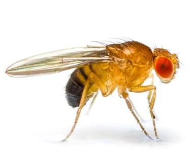 Have you ever had a problem with fruit flies and/or gnats where you live?