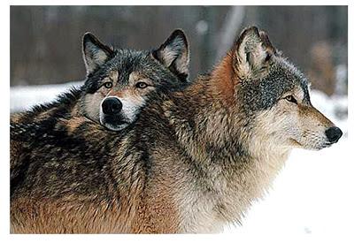 Do you like wolves?