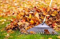 Do you rake the beautiful fall leaves from your yard?